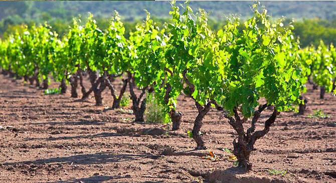 degustazione vini salento