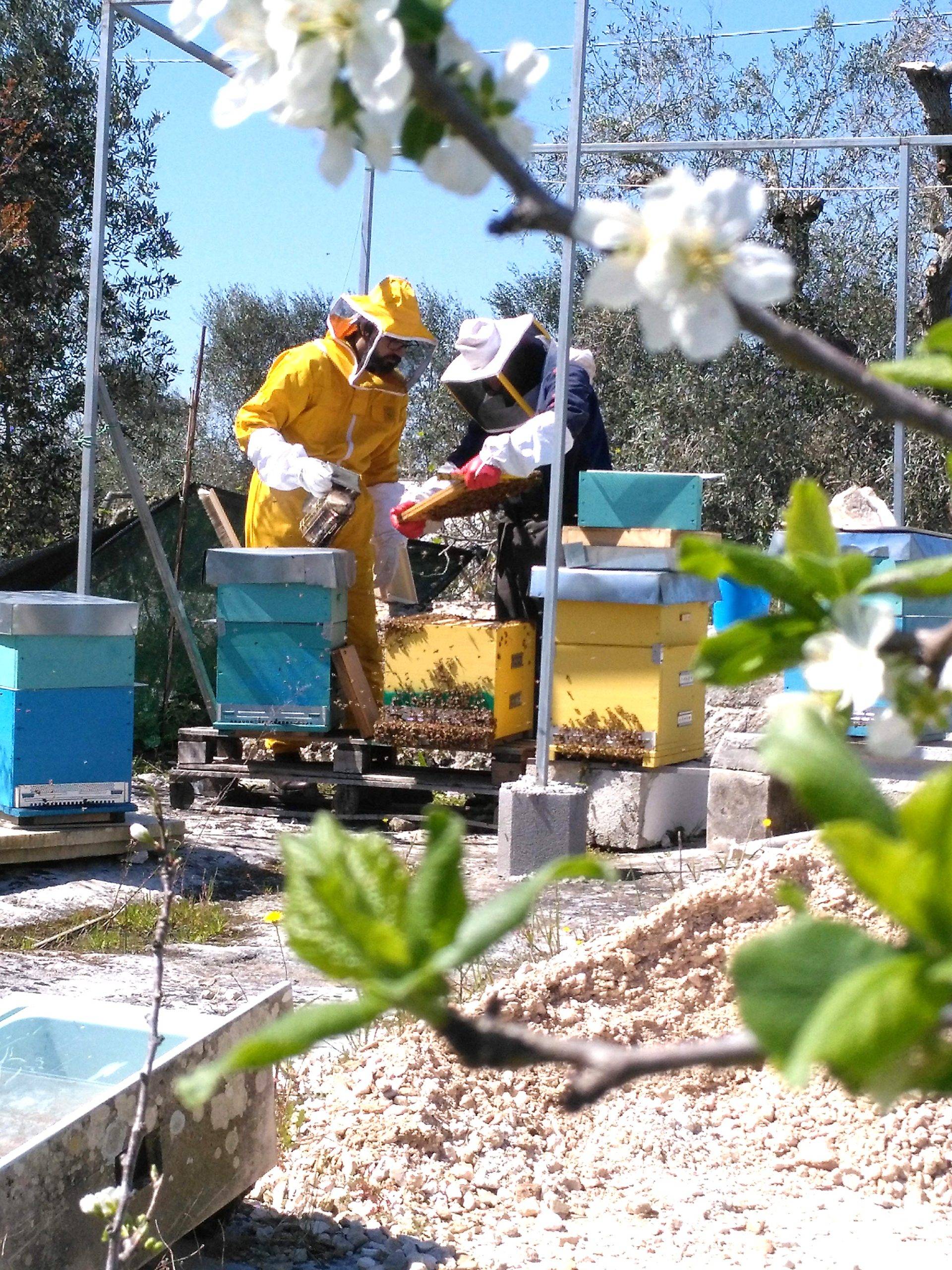 esperienza azienda apicola