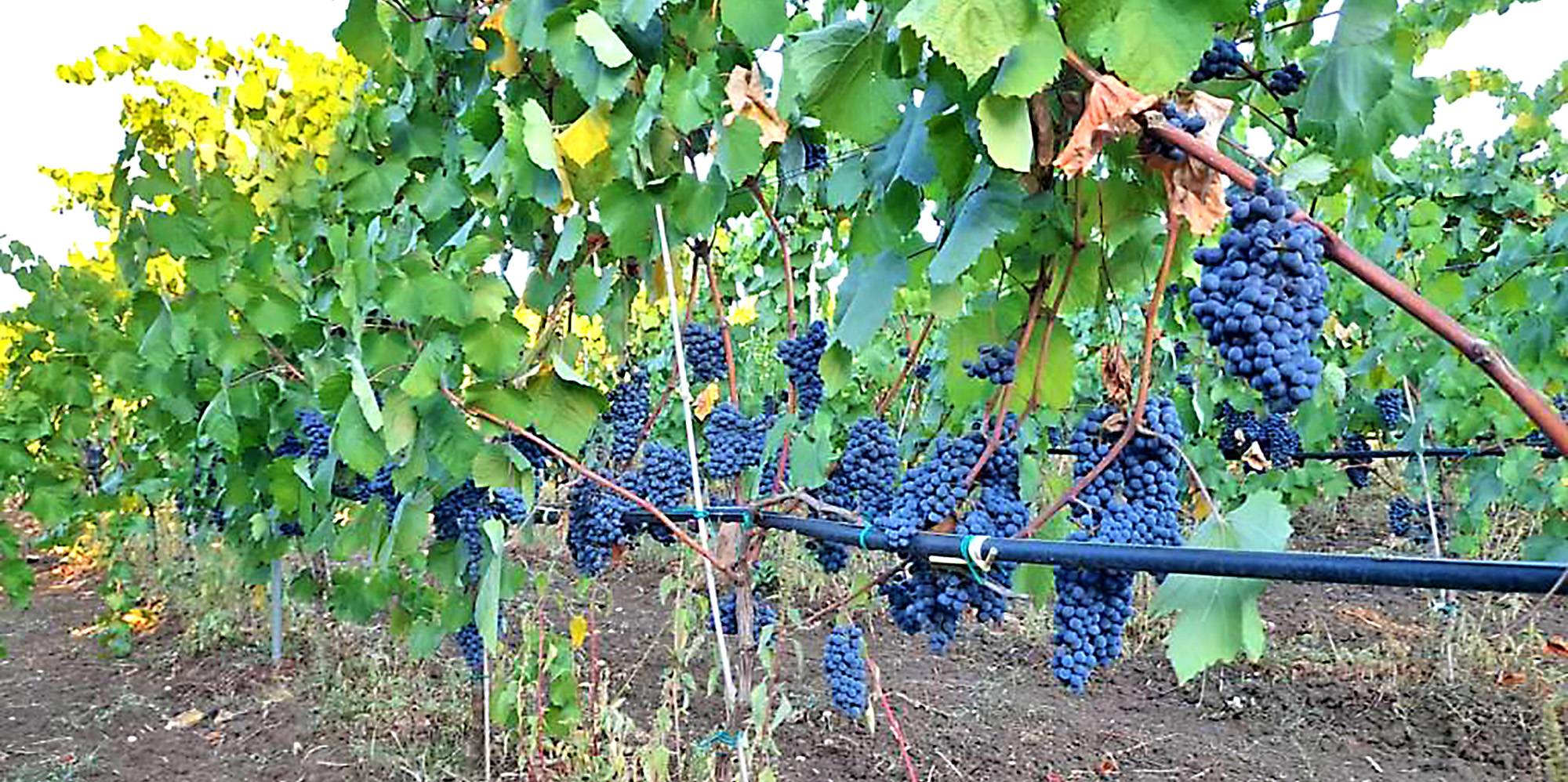 visita in cantina salento